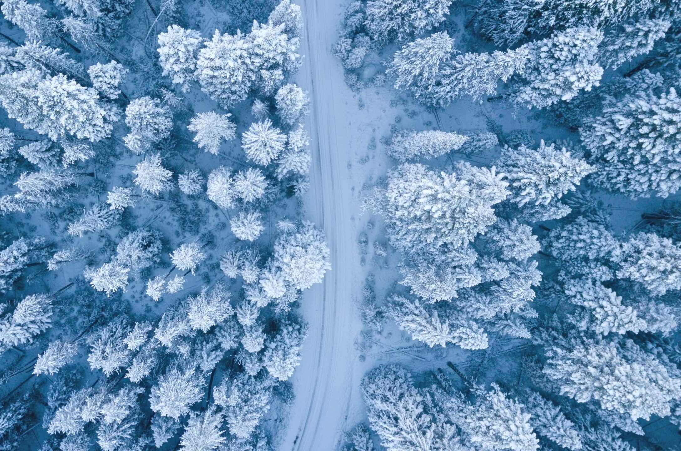 Aerial photo of snow covered trees